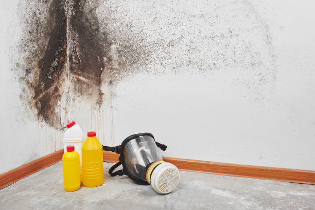Best Mold Cleaning Services  in Kapaa, HI