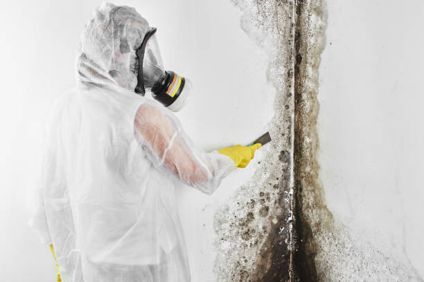 Best Mold Remediation Services  in Kapaa, HI