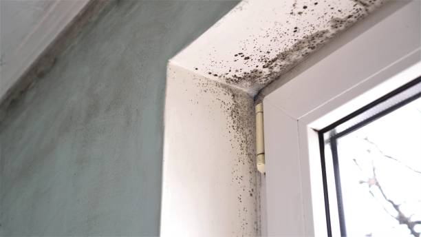 Professional Mold Removal in Kapaa, HI