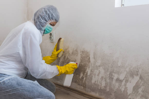 Best Emergency Mold Removal  in Kapaa, HI