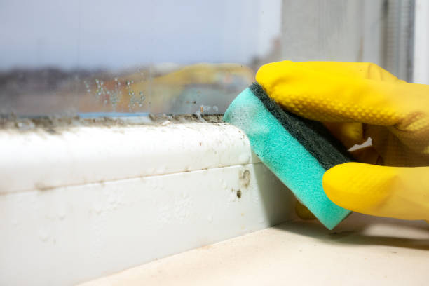 Best Attic Mold Removal  in Kapaa, HI