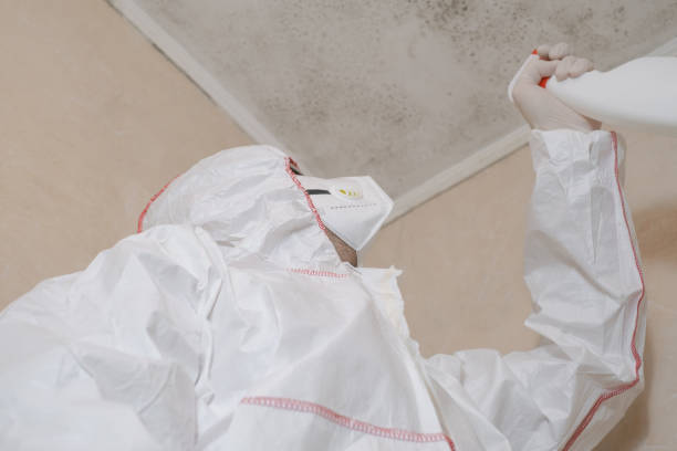 Best Mold Remediation  in Kapaa, HI